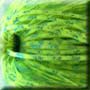 Chartreuse Blue Scale S265